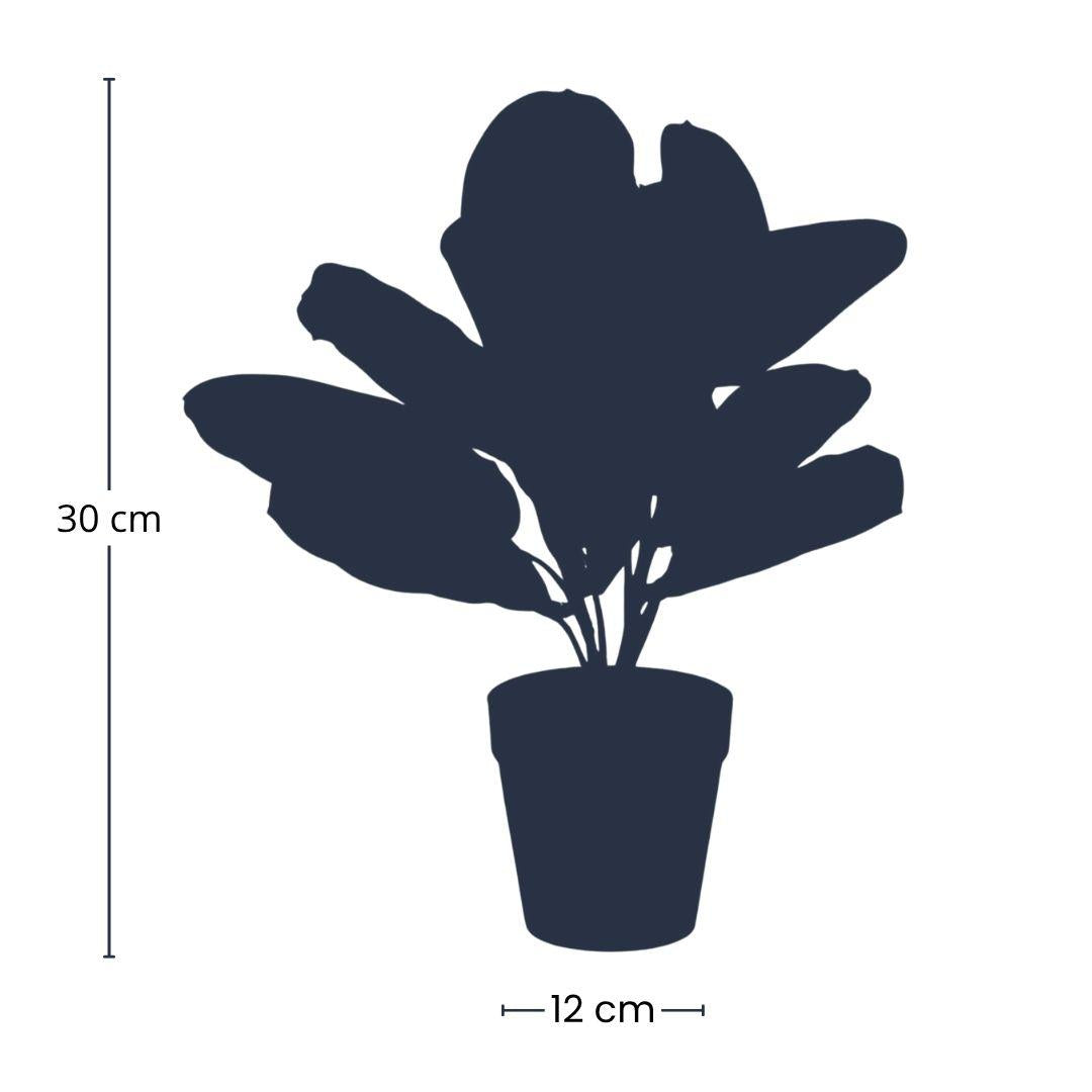 Maranta en Pot plante artificielle