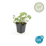 Géranium vivace Cambridge en godet - Geranium x cantabrigiense - H 10-25 cm, pot Ø9 cm - photo 5
