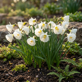 Narcisse à jupon blanc - calibre 6/8