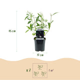La Green Touch - Planta de Jardín - Buddleja davidii Black Night - Arbusto de Mariposas - Resistente al Invierno - Flores Púrpuras - 3 Plantas - Maceta 17cm - Altura 45cm