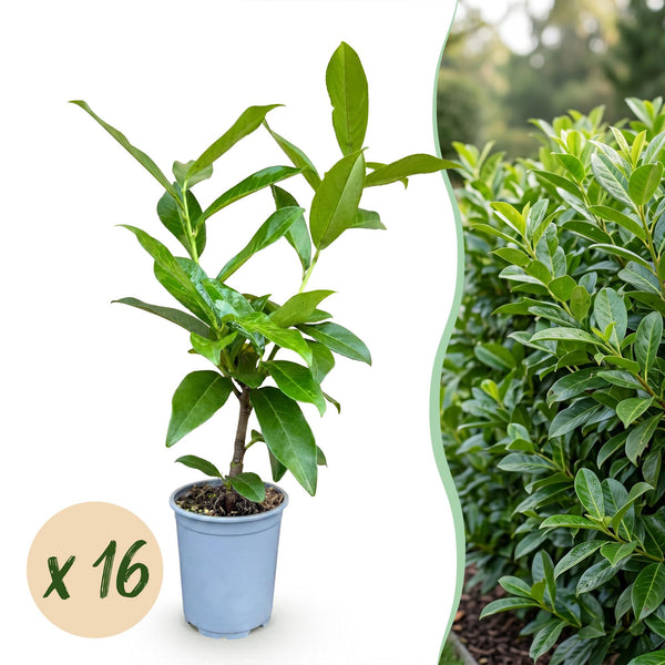 Laurier-cerise Novita pour haie - Prunus laurocerasus - H 25-35 cm, pot Ø9 cm
