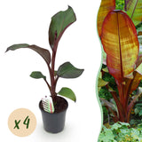 Bananier d'Abyssinie rouge Maurelii - Ensete ventricosum - 4 plants - H 40 cm, pot Ø17 cm