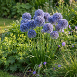 Ail d'ornement bleu