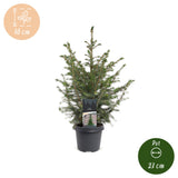 Épicéa de Serbie - Picea omorika - H 70 cm, pot Ø23 cm - photo 5