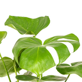 Monstera Deliciosa