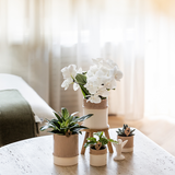 Orchidée blanche Mineral Amabilis et Calathea Freddie en cache-pots Bamboo