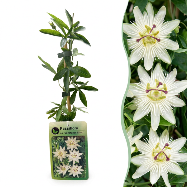 Passiflore Constance Elliott - Passiflora caerulea - H 35 cm, pot Ø9 cm