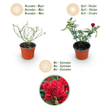 Green boutiQ - Rosa de Jardín - Rosa Rote The Fairy - Rosal - Resistente al Invierno - Rojo - 3 Plantas - Maceta 12cm - Altura 20-25cm
