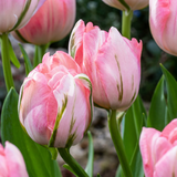 Tulipe double rose - 96 bulbes
