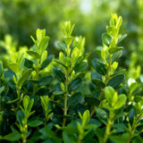 La Green Touch - Seto de Buxus - BetterBuxus Babylon Beauty - Resistente al hongo del Buxus - 12 plantas - 2 metros lineales - maceta 13cm altura 30-35