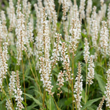 Persicaire Alba - Persicaria amplexicaulis - H 15-25 cm, pot Ø11 cm