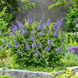 Green boutiQ - Planta de Jardín - Buddleja davidii Butterfly Candy Little Lila - Arbusto de Mariposas - Compacto - Lila - 1 Planta - Maceta 12cm - Altura 20-25cm