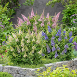 Green boutiQ - Planta de Jardín - Buddleja davidii Butterfly Candy Little Tricolour - Arbusto de Mariposas - Compacto - Rosa-Blanco-Lila - 3 Plantas - Maceta 12cm - Altura 20-25cm