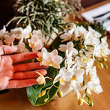 Orchidées Phalaenopsis blanches Botanic Nazare - bouquet de 3 en panier Cotton