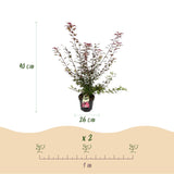 Érable du Japon Shaina - H 90 cm, pot Ø26 cm