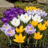 Crocus à grandes fleurs en mélange - calibre 7/8