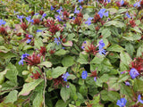 Plumbago rampant en godet - Ceratostigma plumbaginoides - H 10-25 cm, pot Ø9 cm - photo 6