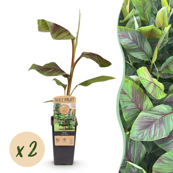 Bananier Ever Red - Musa - 2 plants