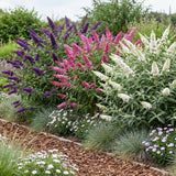 Green boutiQ - Planta de Jardín - Buddleja davidii Tricolour - Arbusto de Mariposas - Resistente al Invierno - Azul - Rosa - Blanco - 3 Plantas - Maceta 17cm - Altura 45cm