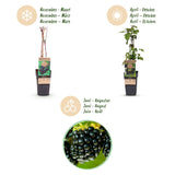 Mûrier sans épines Black Satin - H 50 cm, pot Ø15 cm