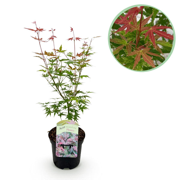 Érable du Japon Phoenix - Acer palmatum