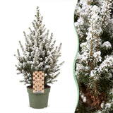 Épicéa nain Conica effet neige - Sapin de Noël vivant enneigé