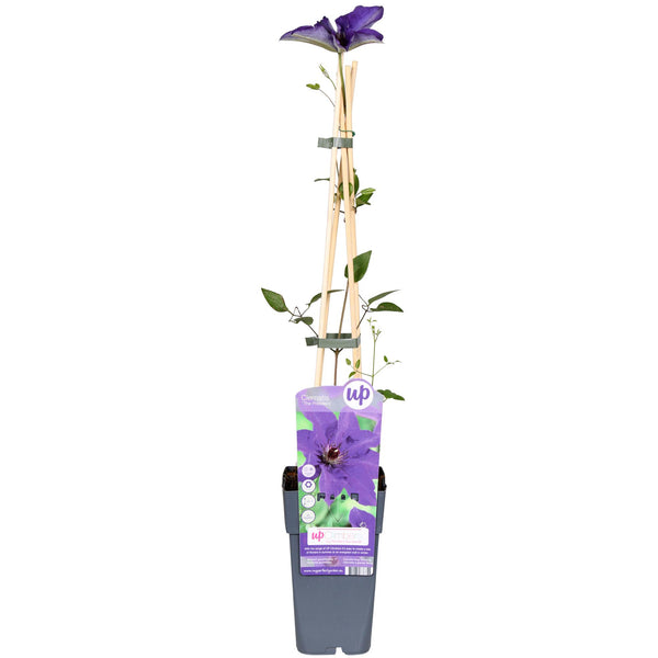 Clématite The President - Clématite pourpre