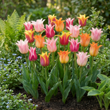 Tulipe fleur de lis Ballade en mélange - calibre 11/12