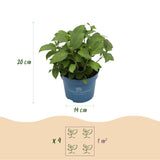 La Green Touch - Planta de Jardín - Hortensia Endless Summer Summer Love Red - Hortensia - Resistente al Invierno - Rojo - 1 Planta - Maceta 14cm - Altura 20-25cm