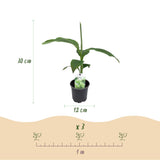 Bananier du Japon - Musa basjoo - 6 plants - H 30 cm, pot Ø12 cm