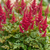Astilbe Fanal - H 15-25 cm, pot Ø11 cm - photo 5