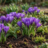 Crocus bleu à grandes fleurs