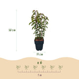 Laurier du Portugal Angustifolia pour haie - 6 plants pour 1 m - H 50 cm, pot Ø17 cm