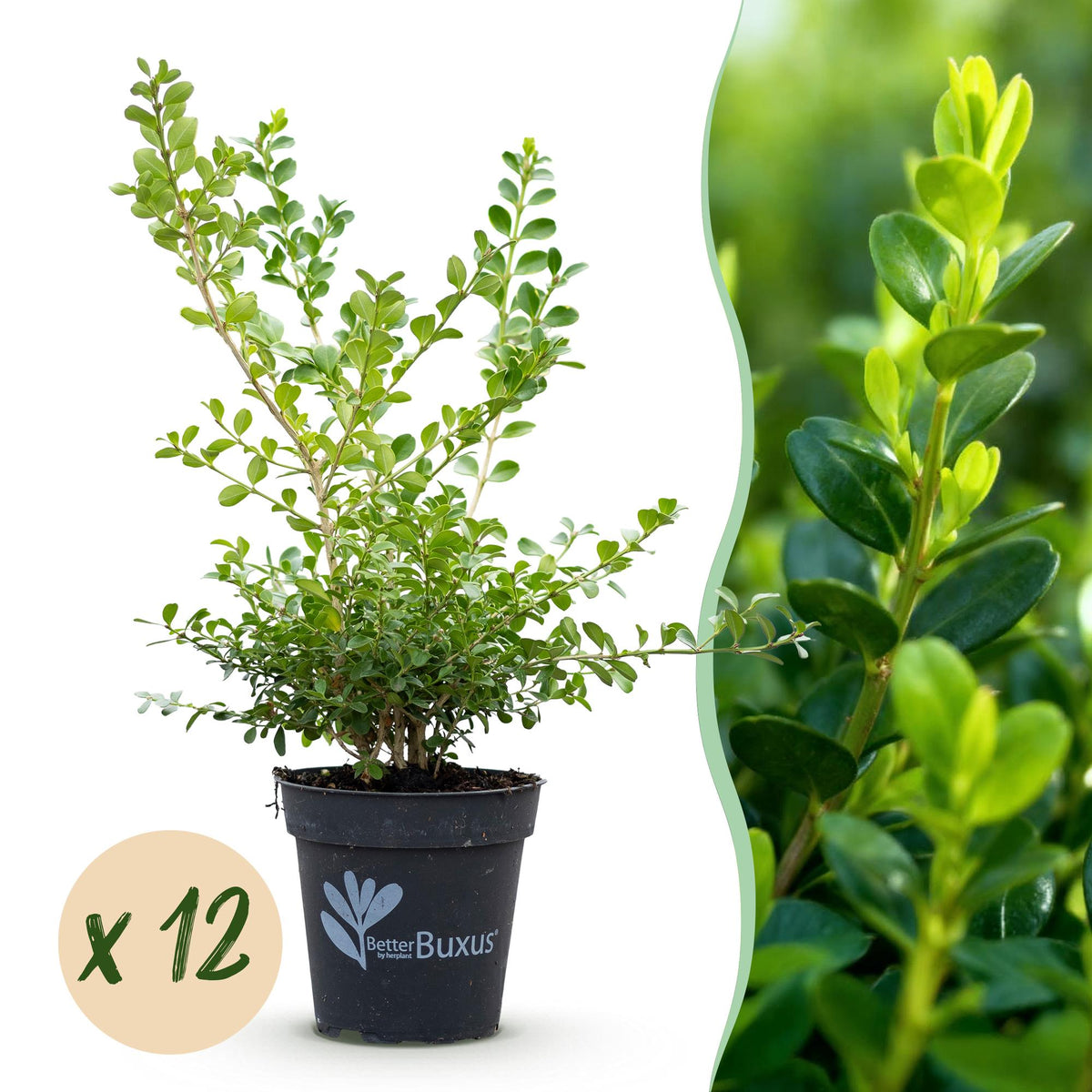 La Green Touch - Seto de Buxus - BetterBuxus Babylon Beauty - Resistente al hongo del Buxus - 12 plantas - 2 metros lineales - maceta 13cm altura 30-35