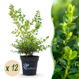 La Green Touch - Seto de Buxus - BetterBuxus Babylon Beauty - Resistente al hongo del Buxus - 12 plantas - 2 metros lineales - maceta 13cm altura 30-35