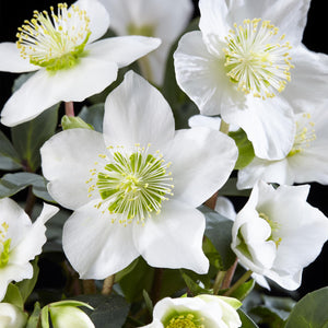 Helleborus Christmas Carol – Lot de 6 – Pot 10,5 cm