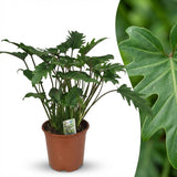 Philodendron Xanadu | Pot 19 cm