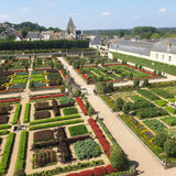 La Green Touch - Seto de Buxus - BetterBuxus Babylon Beauty - Resistente al hongo del Buxus - 12 plantas - 2 metros lineales - maceta 13cm altura 30-35