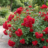 Green boutiQ - Rosa de Jardín - Rosa Rote The Fairy - Rosal - Resistente al Invierno - Rojo - 3 Plantas - Maceta 12cm - Altura 20-25cm