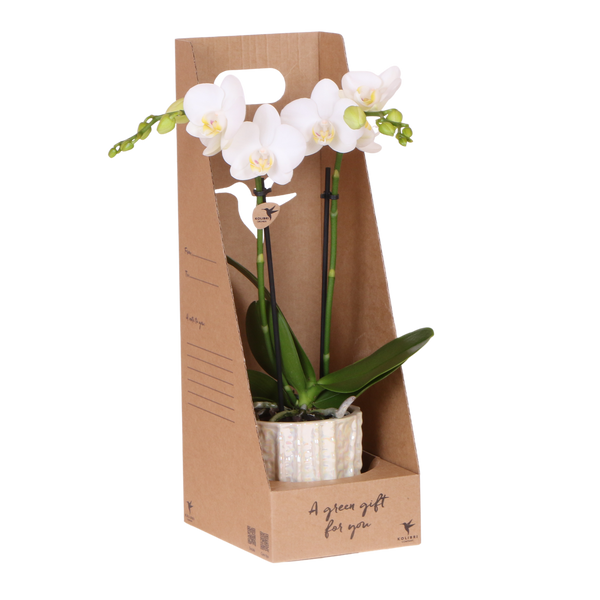 Orchidée Phalaenopsis blanche Mineral Amabilis - cache-pot Oyster et boîte cadeau - H 40 cm, pot Ø9 cm