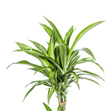 Dracaena White Stripe avec cache-pot