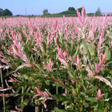 Saule crevette Flamingo - H 90-100 cm, pot Ø19 cm