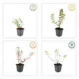 Millepertuis Peter Dummer en godet - Hypericum x dummeri - H 10-25 cm, pot Ø9 cm - photo 4