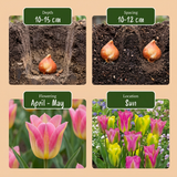 Tulipe Strawberry Lemonade en mélange