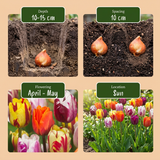 Tulipe en mélange Flaming Beauty