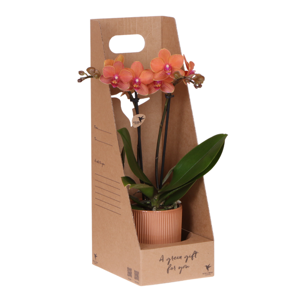 Orchidée Phalaenopsis orange Mineral Bolzano - cache-pot Flare cognac et boîte cadeau - pot Ø9 cm
