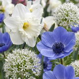 Mélange de bulbes pour jardin ensoleillé - 140 bulbes