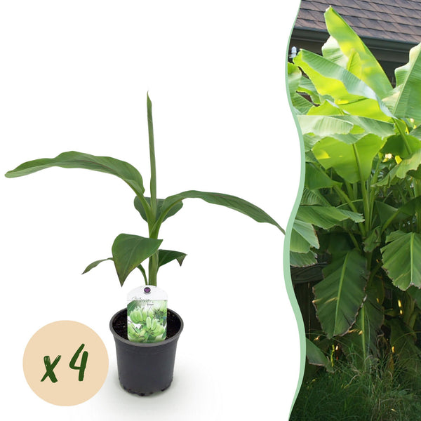 Bananier du Japon - Musa basjoo - 4 plants