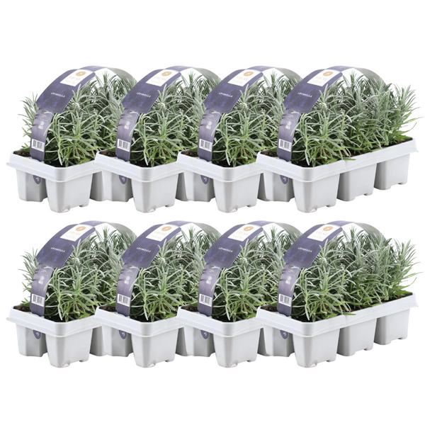 Lavande vraie en godet - Lavandula angustifolia - 48 plants