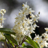 Deutzia gracilis à fleurs blanches - Deutzie - H 45 cm, pot Ø17 cm